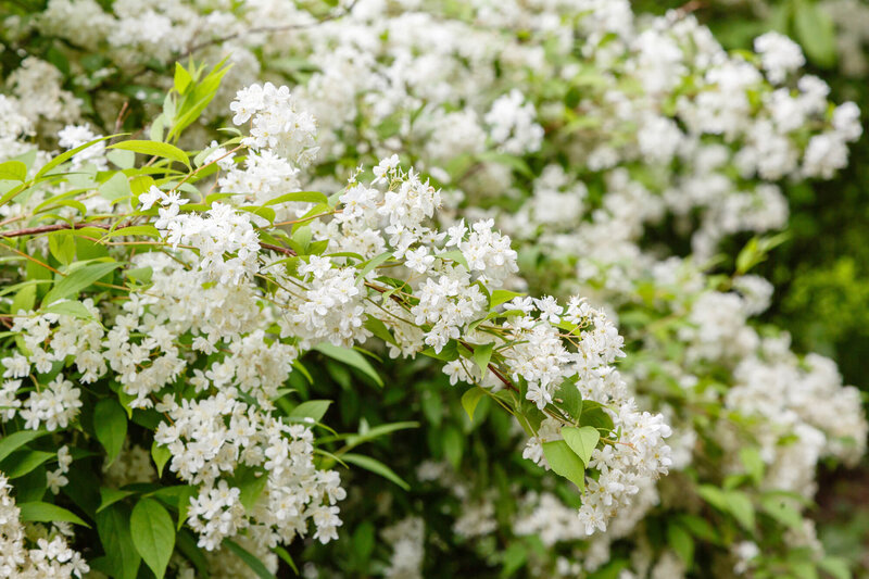 Deutzia gracilis