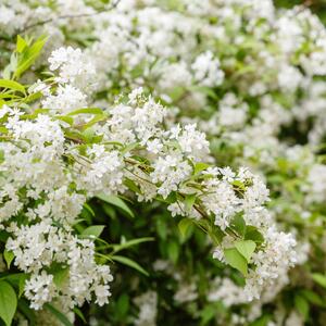 Deutzia gracilis