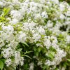 Deutzia gracilis