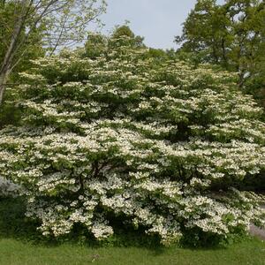 Viburnum plicatum Mariesii