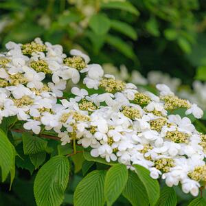 Viburnum plicatum Mariesii