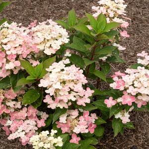 Hydrangea paniculata Polestar