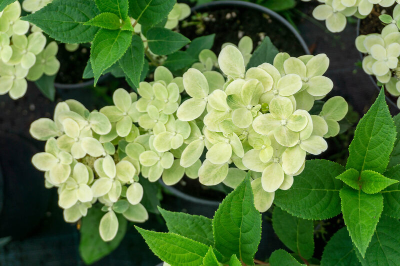 Hydrangea paniculata Polestar