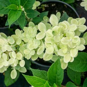 Hydrangea paniculata Polestar