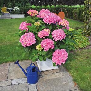 Hydrangea macrophylla Belle Seduction