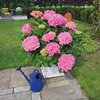 Hydrangea macrophylla Belle Seduction