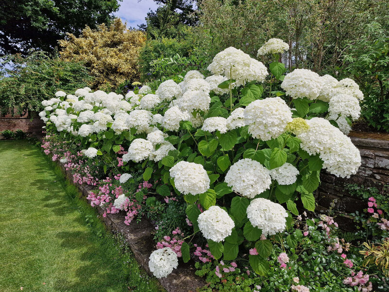 Hydrangea arborescens Strong Annabelle