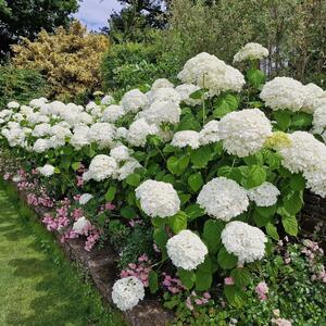 Hydrangea arborescens Strong Annabelle