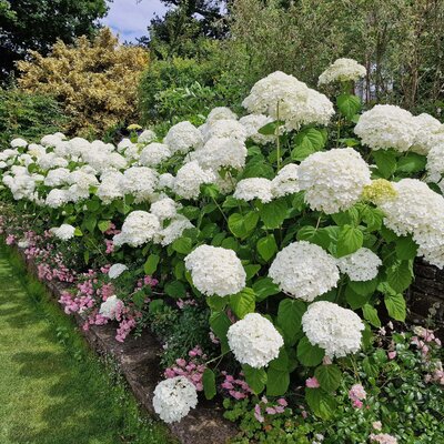 Hydrangea arborescens Strong Annabelle