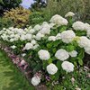Hydrangea arborescens Strong Annabelle