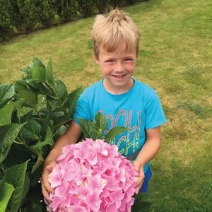 Hydrangea macrophylla Belle Seduction