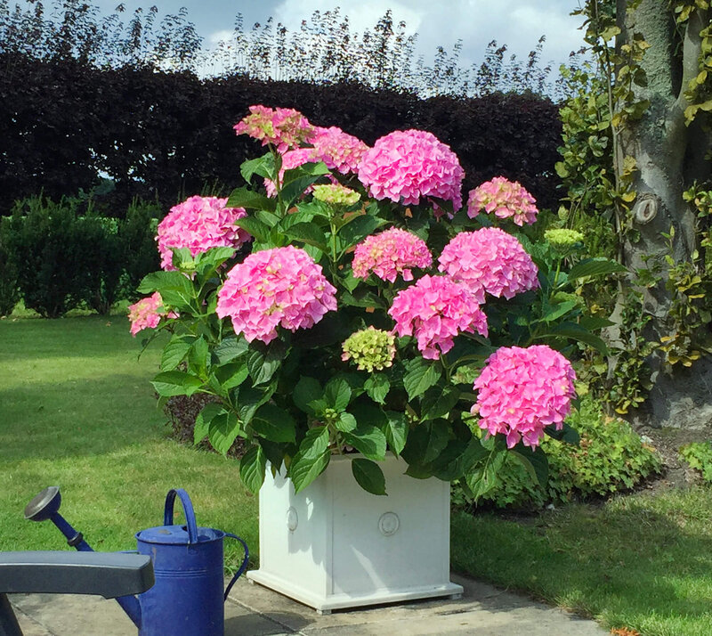 Hydrangea macrophylla Belle Seduction