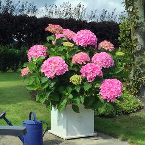 Hydrangea macrophylla Belle Seduction