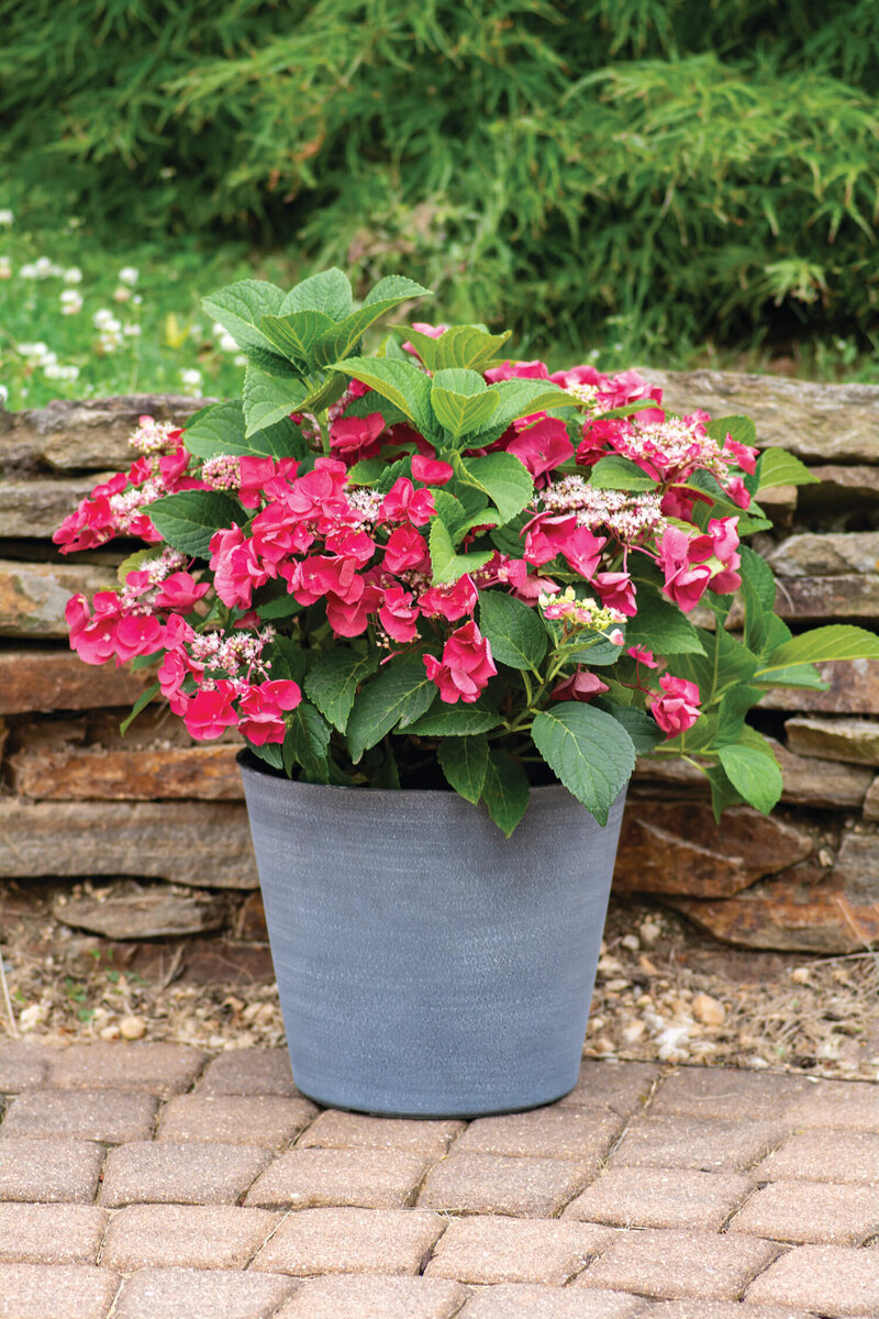 Hydrangea macrophylla Cherry Explosion