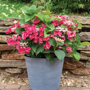 Hydrangea macrophylla Cherry Explosion