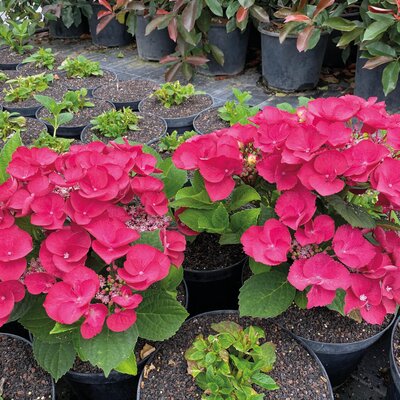 Hydrangea macrophylla Cherry Explosion