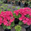 Hydrangea macrophylla Cherry Explosion