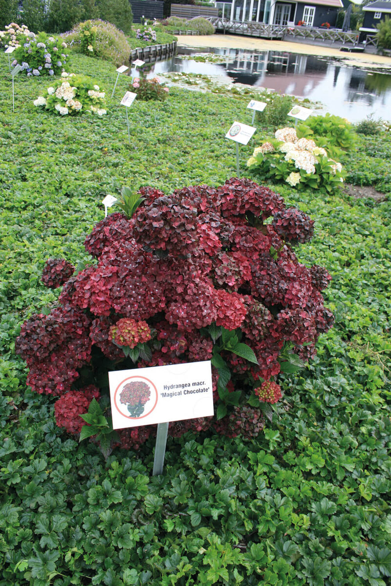 Hydrangea macrophylla Chocolate Ever Belles