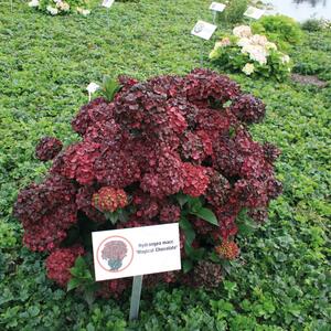 Hydrangea macrophylla Chocolate Ever Belles