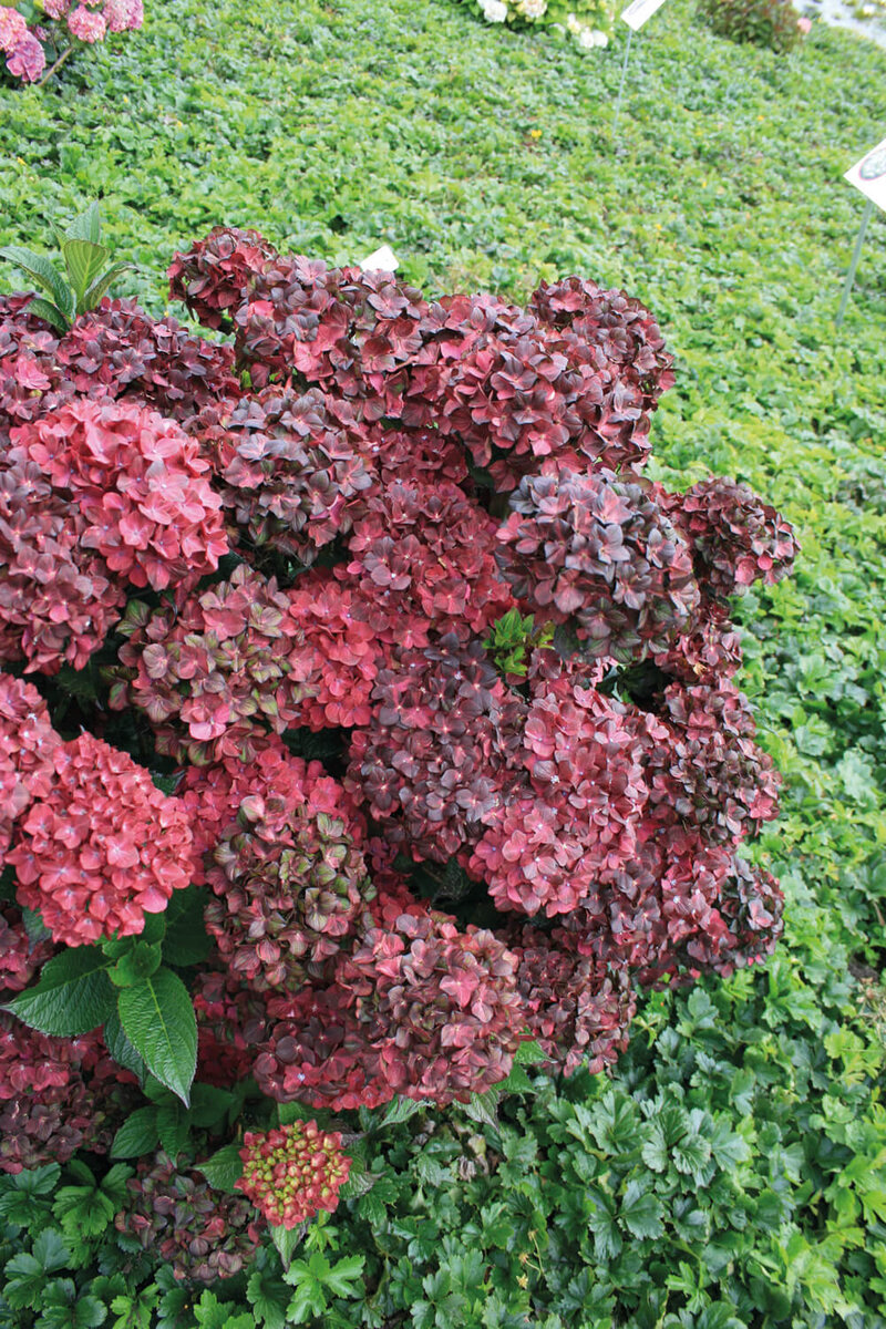Hydrangea macrophylla Chocolate Ever Belles