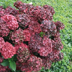 Hydrangea macrophylla Chocolate Ever Belles