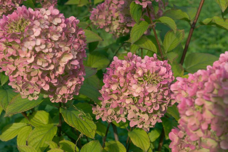 Hydrangea paniculata Diamantino