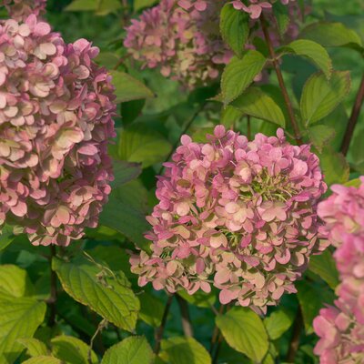 Hydrangea paniculata Diamantino