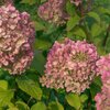 Hydrangea paniculata Diamantino