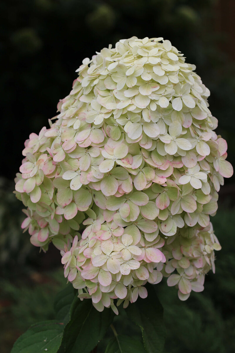 Hydrangea paniculata Diamantino