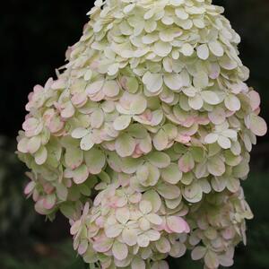 Hydrangea paniculata Diamantino