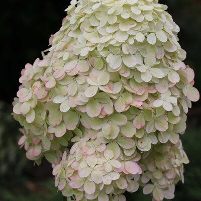 Hydrangea paniculata Diamantino