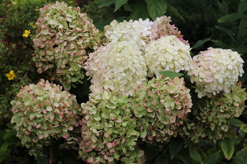 Hydrangea paniculata Diamantino