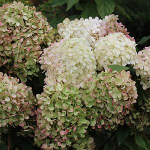 Hydrangea paniculata Diamantino