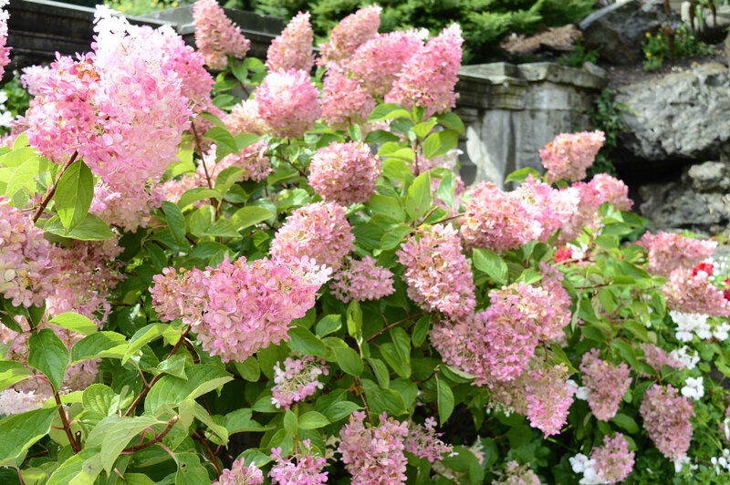 Hydrangea paniculata Diamant Rouge  