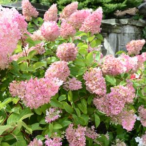 Hydrangea paniculata Diamant Rouge  