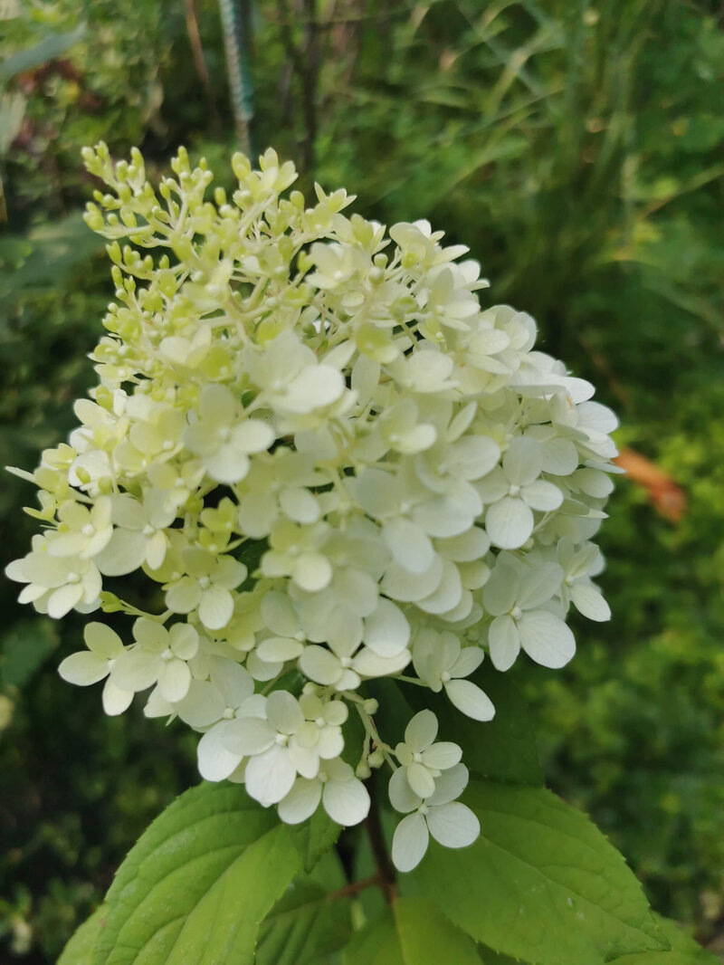 Hydrangea paniculata Diamantino