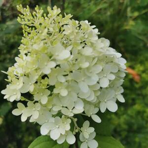 Hydrangea paniculata Diamantino