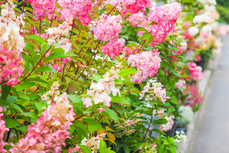 Hydrangea paniculata Diamant Rouge  