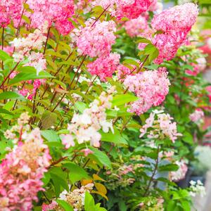 Hydrangea paniculata Diamant Rouge  