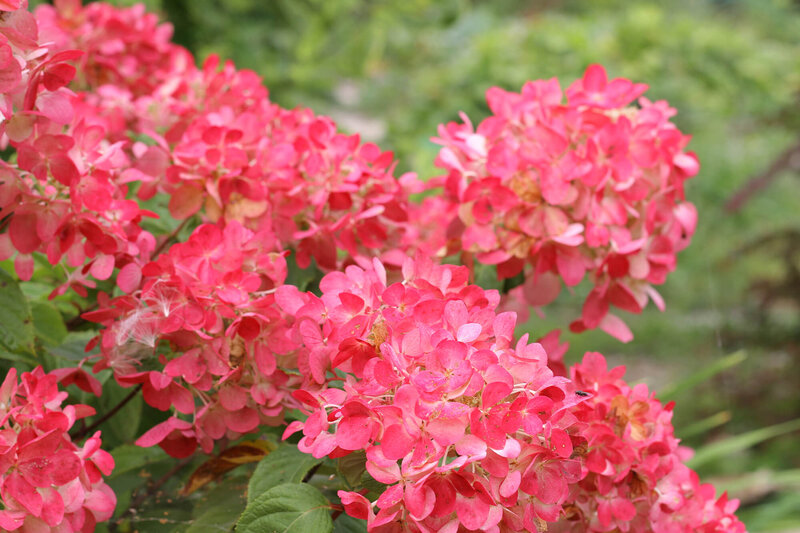 Hydrangea paniculata Diamant Rouge  