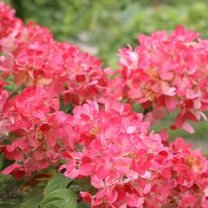 Hydrangea paniculata Diamant Rouge  