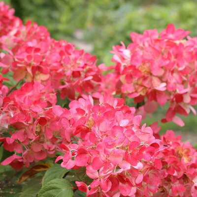 Hydrangea paniculata Diamant Rouge  