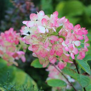 Hydrangea paniculata Diamant Rouge  