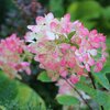 Hydrangea paniculata Diamant Rouge  