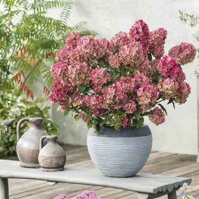 Hydrangea paniculata Petite Star