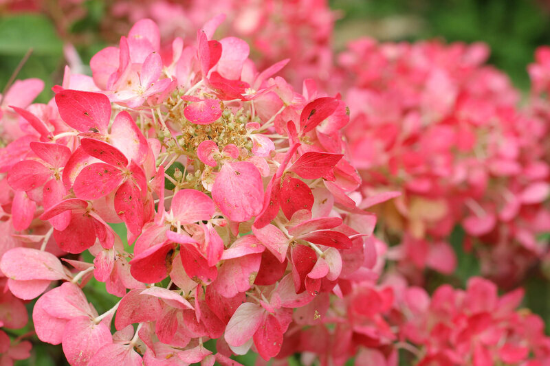 Hydrangea paniculata Diamant Rouge  