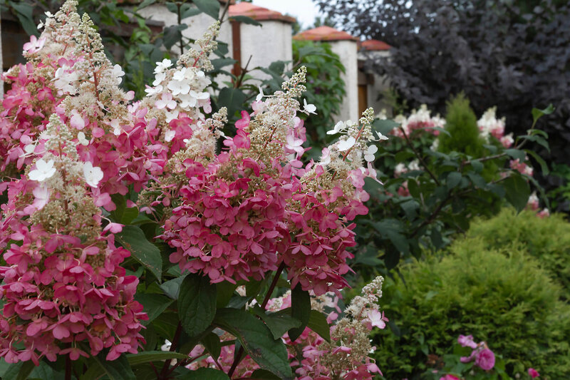 Hydrangea paniculata Pinky Winky