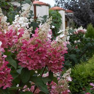 Hydrangea paniculata Pinky Winky