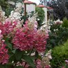 Hydrangea paniculata Pinky Winky