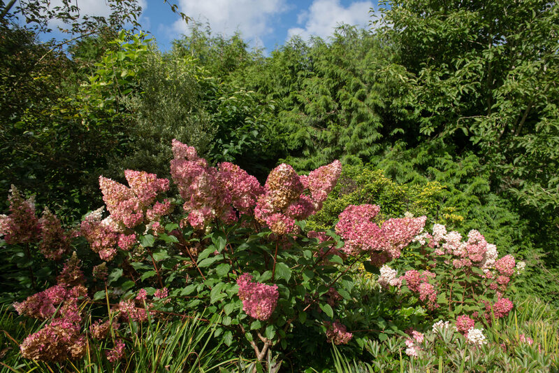 Hydrangea paniculata Pinky Winky